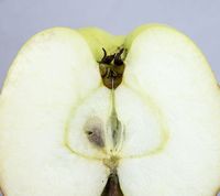Maglemer Apples